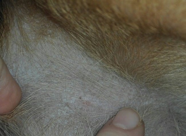 Boutons inquiétants