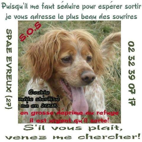 Coockie cherche une bonne famille adoptive avec un jardin