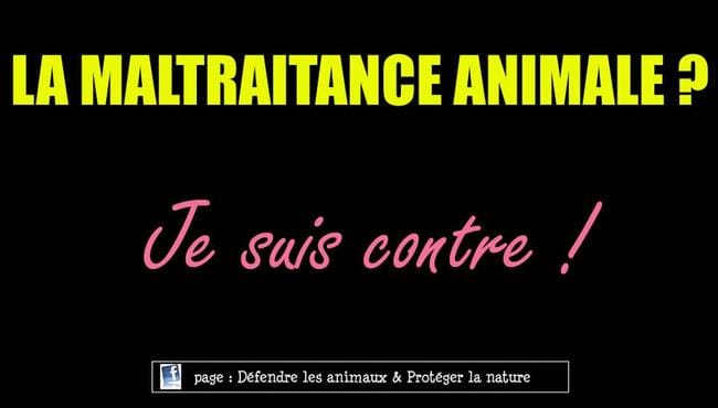 Contre la maltraitance animale ? Alors votez Miumiu ! 