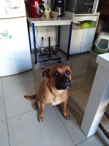 chien croisé peut être avec un staff ?