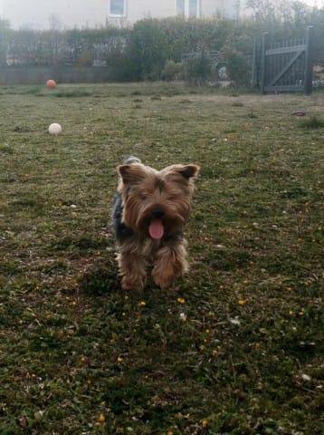 Chien qui se gratte les oreilles