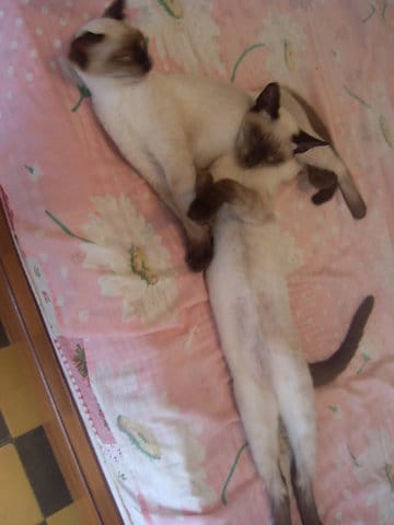 Un chat peut-il aimer jouer avec l'eau ?