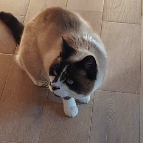 Siamoise croisée mais avec quoi?