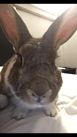 Quelle est la race de mon lapin