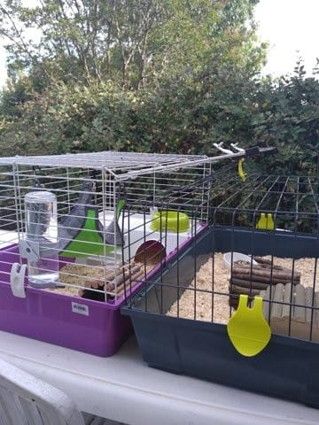 Cage cochon d'inde relié