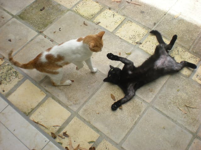 Ne sait plus quoi faire!! Perte de poils.