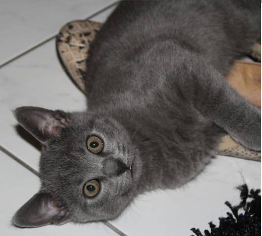 Le vermifuge pour un chat d'appartement