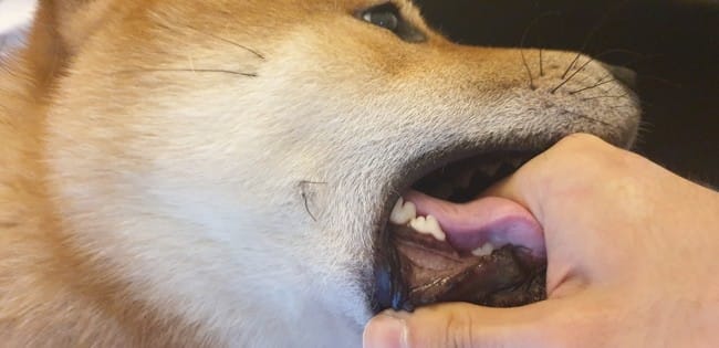 L'impression qu'il manque une dent a mon chien ?