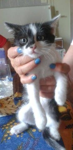 Chatons qui as peur