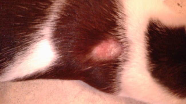 Chat 7 mois qui as perdu touffe poils entre ses epaules