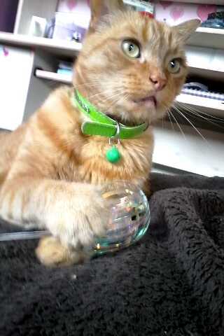 Présentation; Moi et Ma boule de poils