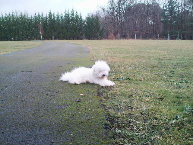 Mon chien s'enfuie que faire ?