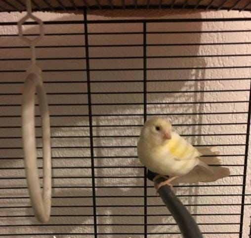 Ca fait rire les oiseaux