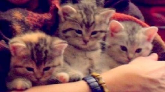 Si vous avez ou avez eu des chatons
