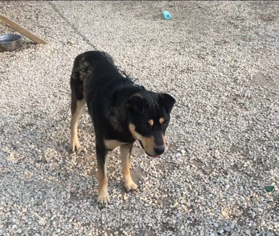Croisé Beauceron qui grandit lentement