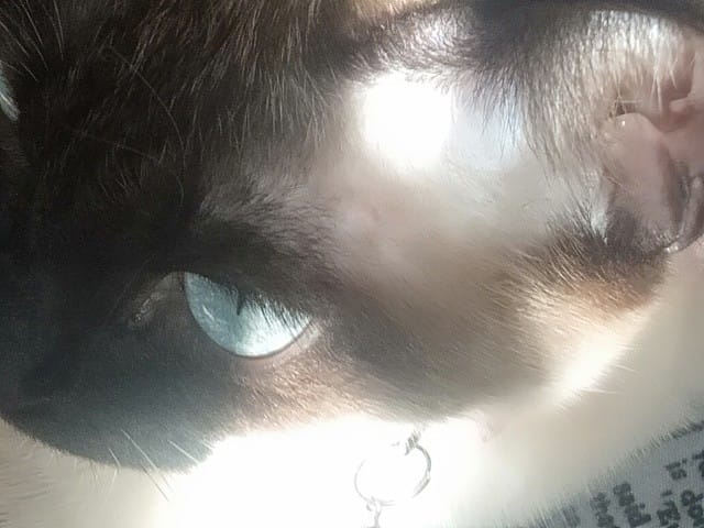 Mijn kat verliest haar boven haar ogen
