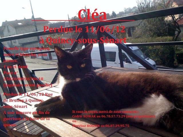 Cléa - perdue hier à Quincy sous Sénart (91480)