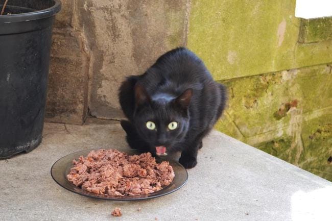 Minette de 6 mois a besoin en urgence d'une FA pour ce soir 18H00 !!! Asso ok