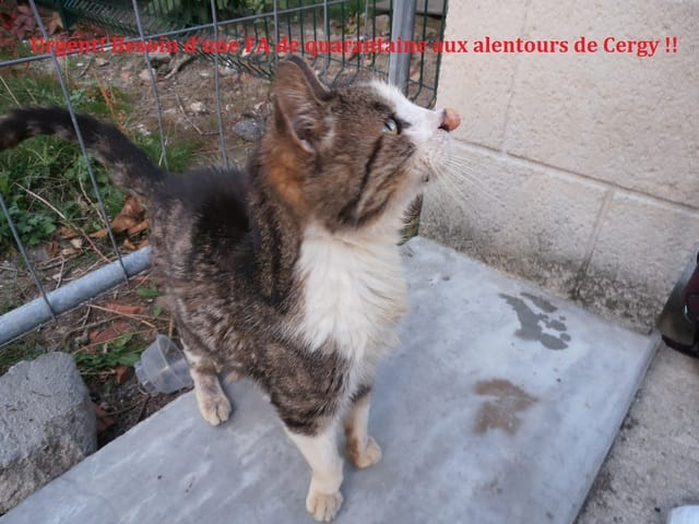 Besoin d'une famille d'accueil de quarantaine aux alentours de Cergy (95)!!! Urgent!!