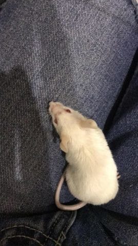 Ma souris est-elle malade ?