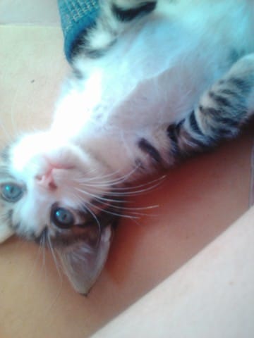 vos animaux en jeux ?