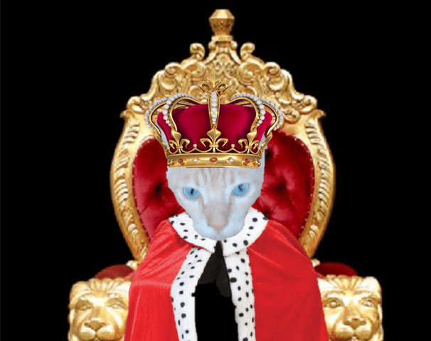 Beal le roi chat et cie .....