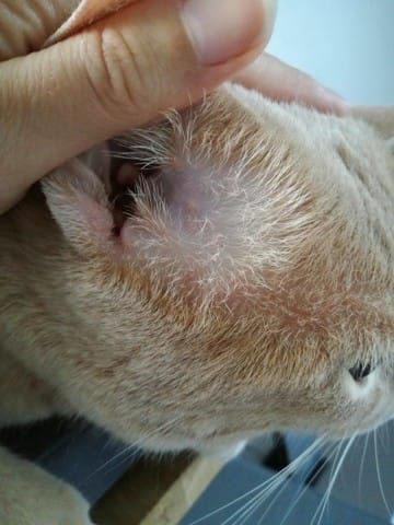 Bouton prêt des oreilles