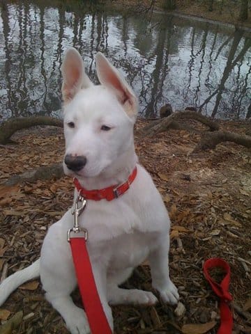 Concours pour chien croisé ? 