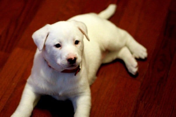 Blizare à 7 mois - et toute ses dents