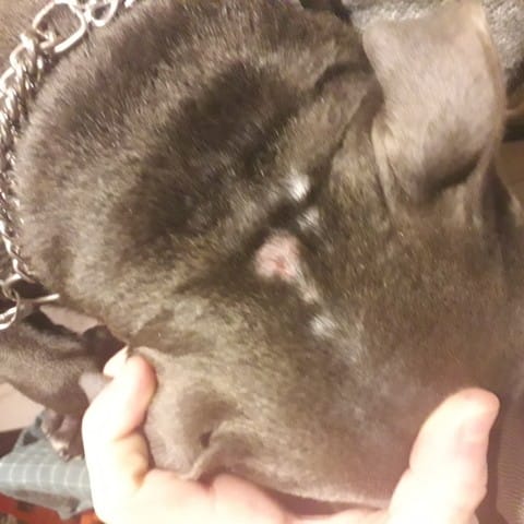 Besoin d'aide urgente / Oslo a des trous dans le poil