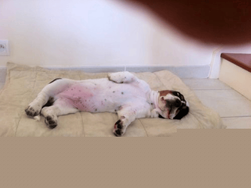 Le basset hound, un beau gosse ?