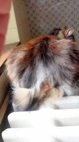 Problème de peau (photo)