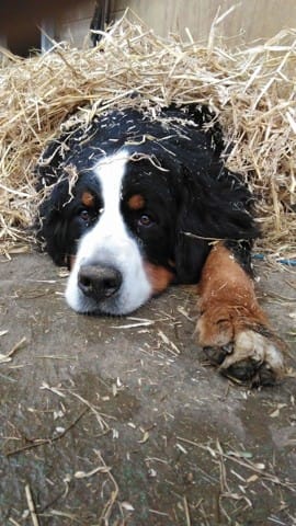 Des nouvelles Melle Bernoise