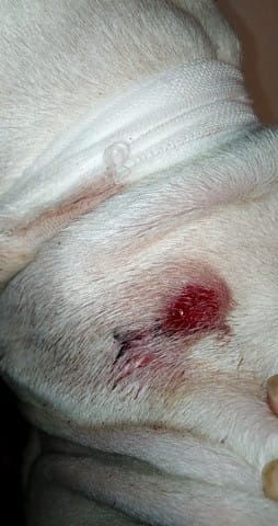 Mon chien a une boul dans son coup