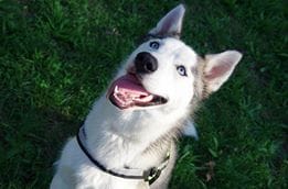 Donne husky de 1 an