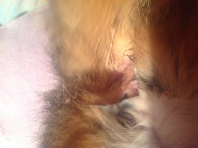 Ma minette a des pertes étranges 