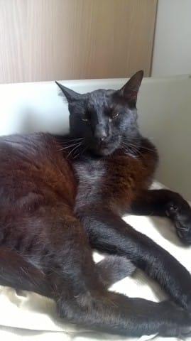 origine du chat??