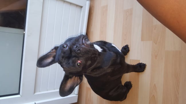 Une demoiselle bouledogue français pour mon bobby