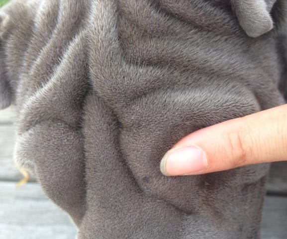 Est-ce un grain d'en beauté?