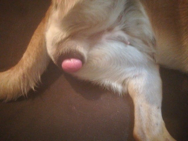 Protubérances de la vuvle de ma chienne lors de ses chaleurs