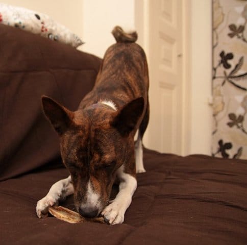 Les basenji, des chiens super