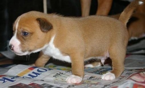 Vos animaux étant bébé