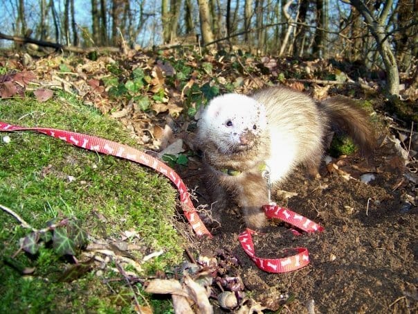 Furet mâle à donner