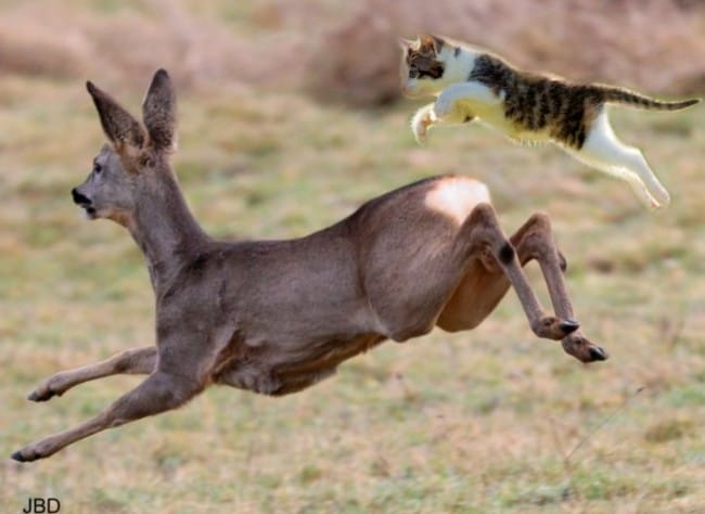 Âme sensible, s'abstenir ! J vous aurais prévenu !...