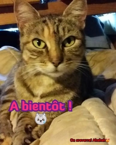 Au revoir communauté wamiz...