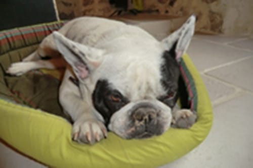Bouledogue français dort 21h/24