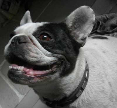 Concours Chien de race