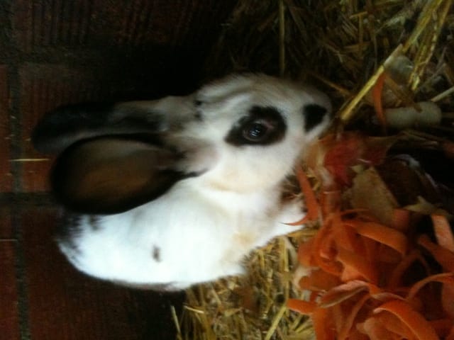 lapine malade help ! :'(