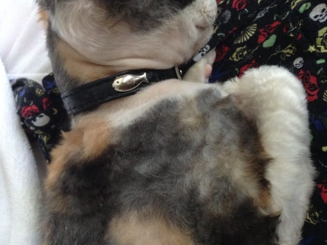 Plus elle vieillis, plus elle poils !