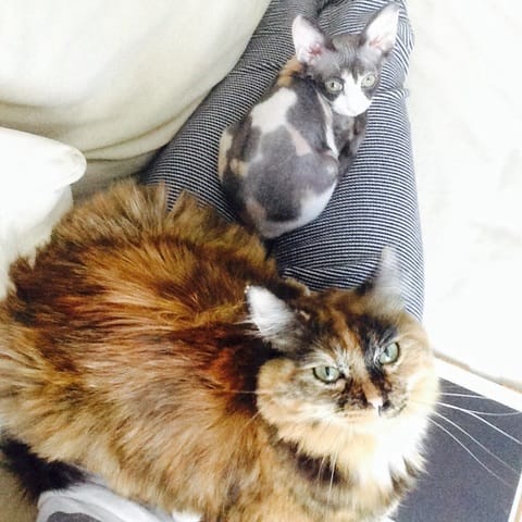 Présentation des Rescues et moi :)